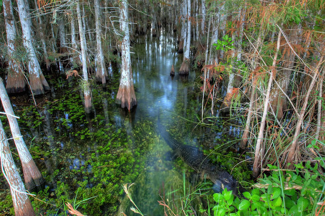 Everglades-2-1462789611_660x0