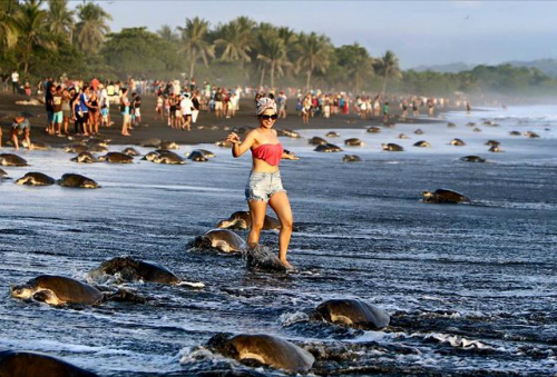 Hàng trăm du khách chỉ vì muốn có bức ảnh đẹp mà ngăn cản việc đẻ trứng, duy trì nòi giống của loài rùa biển đang trên đà gặp nguy hiểm. Ảnh: Thrillist