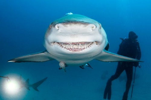 Con cá mập được cho là có nụ cười giống Bruce, nhân vật cá mập ăn chay trong bộ phim hoạt hình "Đi tìm Nemo". Ảnh: Caters.