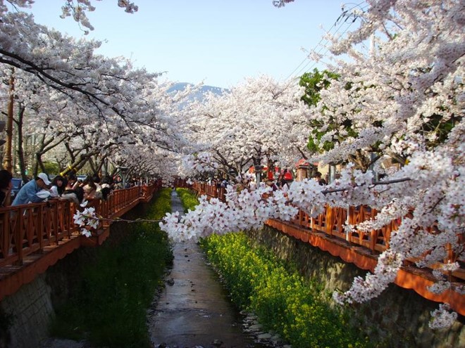 Jinhae là quê hương của hội hoa anh đào lớn nhất Hàn Quốc.