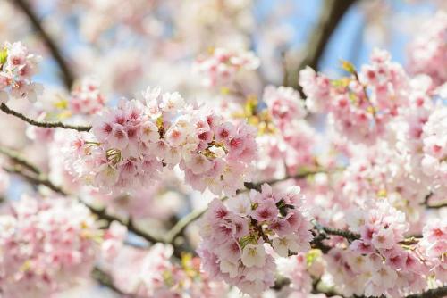 Các khu vực ở miền Nam ấm áp như Okinawa hoa anh đào có thể nở từ cuối tháng 1 trong khi vùng Hokkaido phía Bắc, hoa có thể nở vào tháng 5. Ảnh: Skyscanner