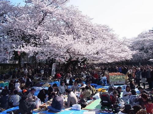 Người Nhật tổ chức Hanami dưới những tán hoa anh đào nở rộ. Ảnh: Flickr