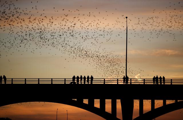 Mexican free-tailed bats (Tadarida brasiliensis). Sunset, Worlds largest urban bat colony. Congress Avenue Bridge. Austin, Texas. USA.