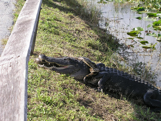 Everglades-7-1462789713_660x0